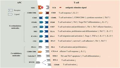 The Role of Co-Signaling Molecules in Psoriasis and Their Implications for Targeted Treatment